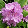 Rhodondendron